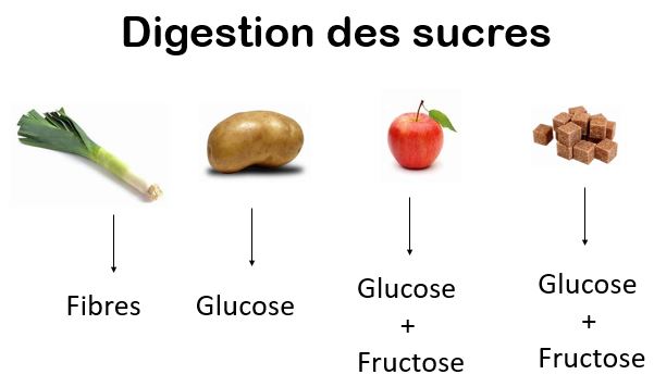 Schéma de la digestion des sucres : fibres, glucose et fructose selon les aliments